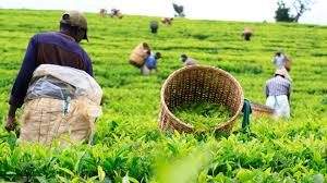 Australia promises to import more coffee, tea from Kenya
